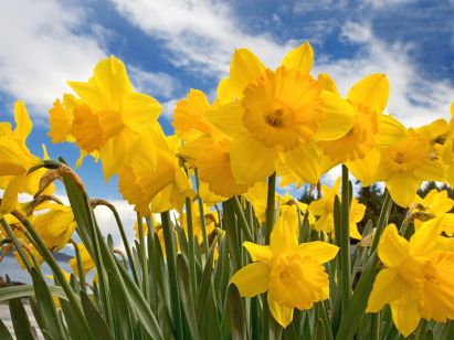 daffodils-poem